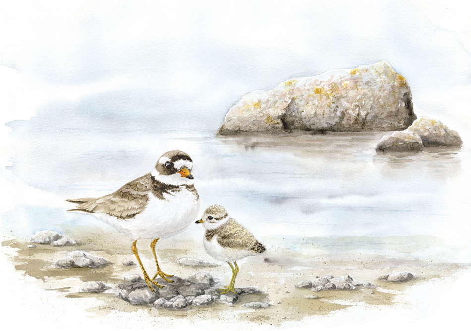 Större strandpipare 2