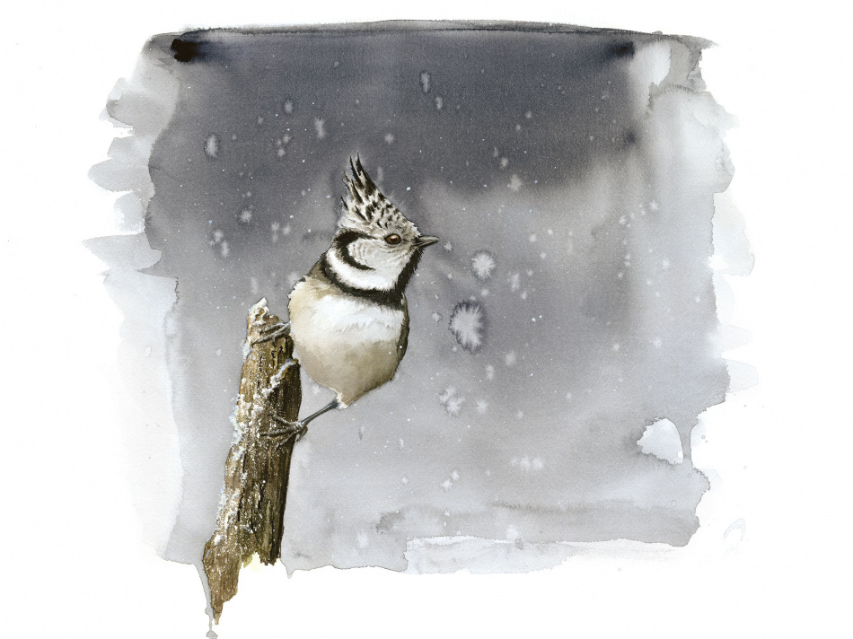 Tofsmes - fine art akvarellmålning 2