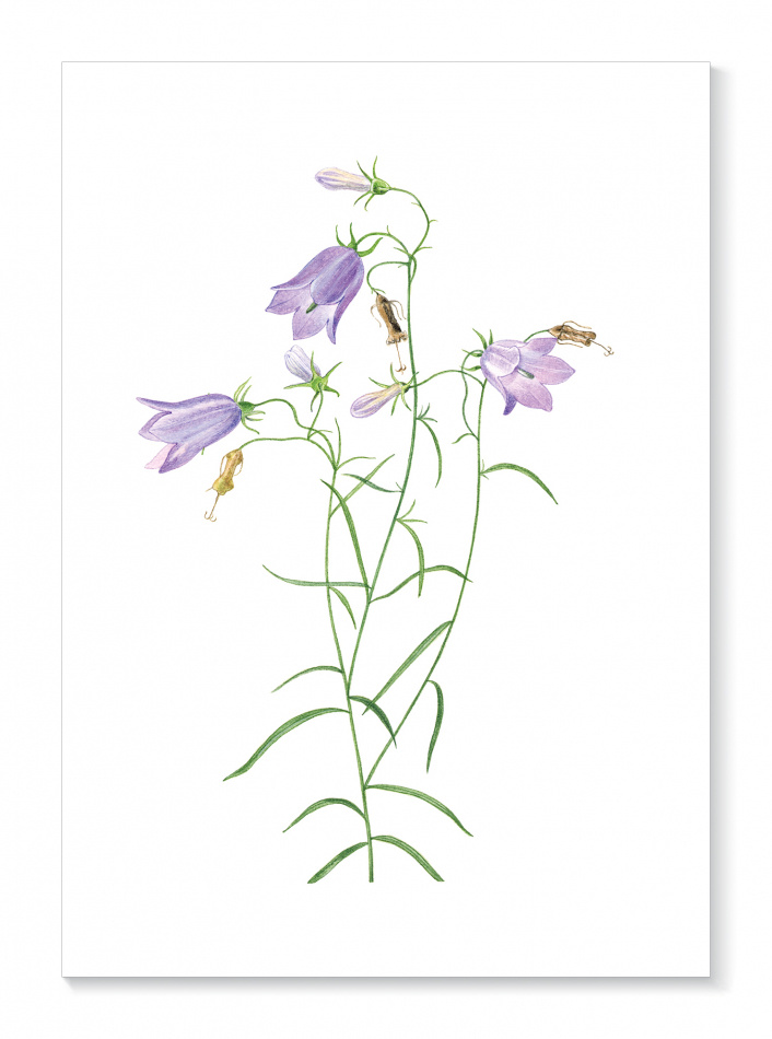 Kort Liten blåklocka 1