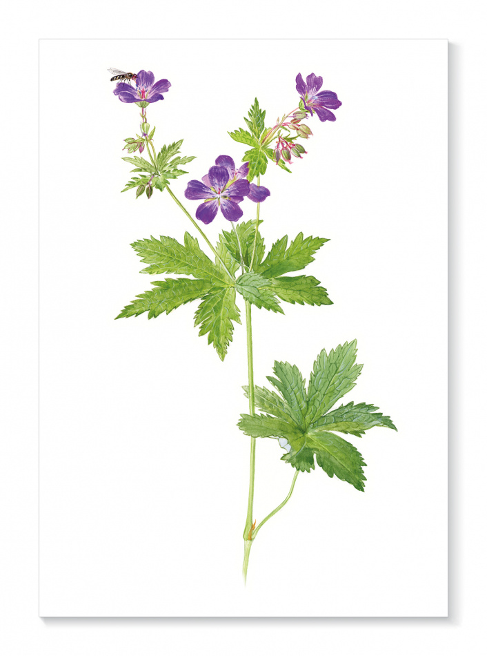 Kort Midsommarblomster 1