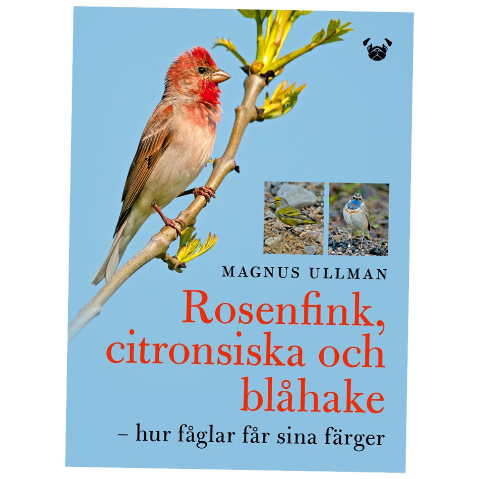 Rosenfink, citronsiska och blåhake – hur fåglar får sina färger