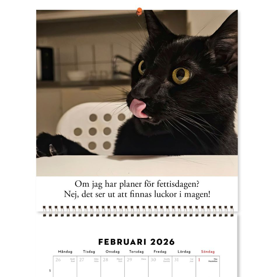 Roliga katter: Kattkalender 2026