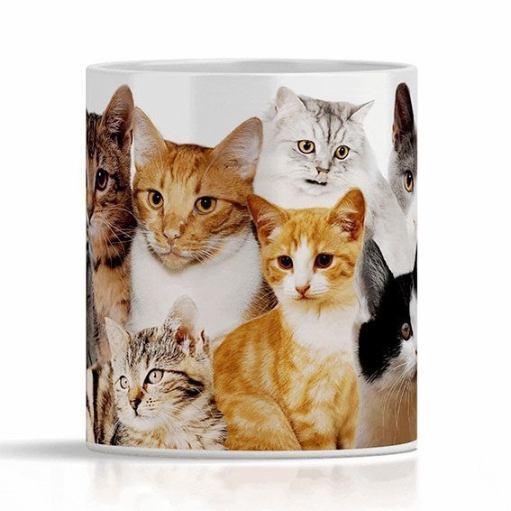 Mugg: Toksöta katter