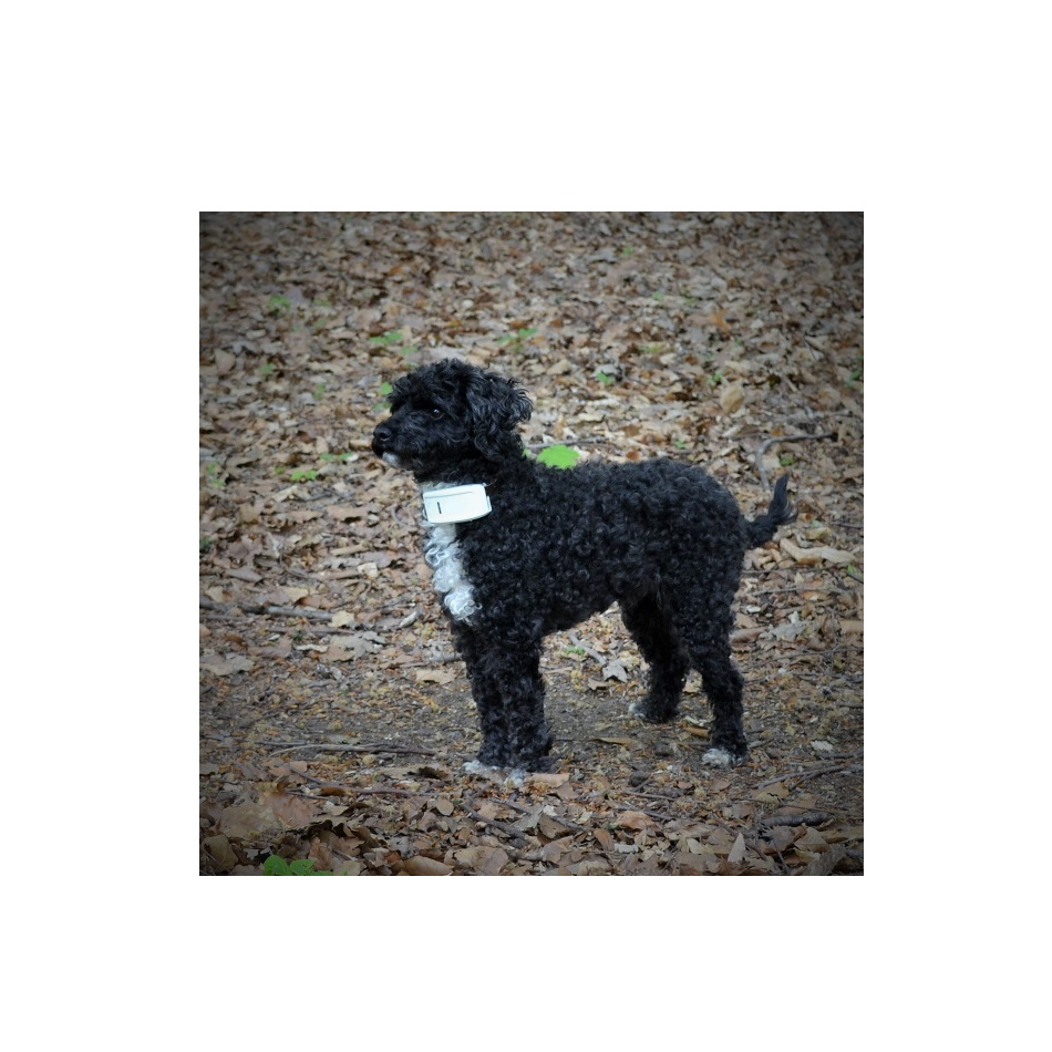 TK-909 GPS-Spårare  4