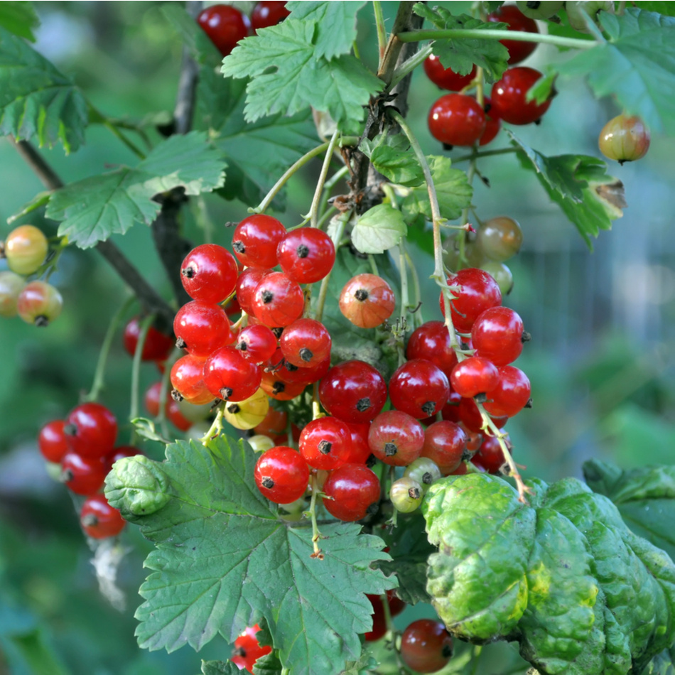 Vinbärsplantor/ buskar 10-pack 1