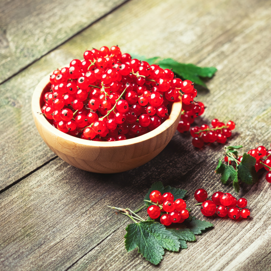 Vinbärsplantor/ buskar 10-pack 2