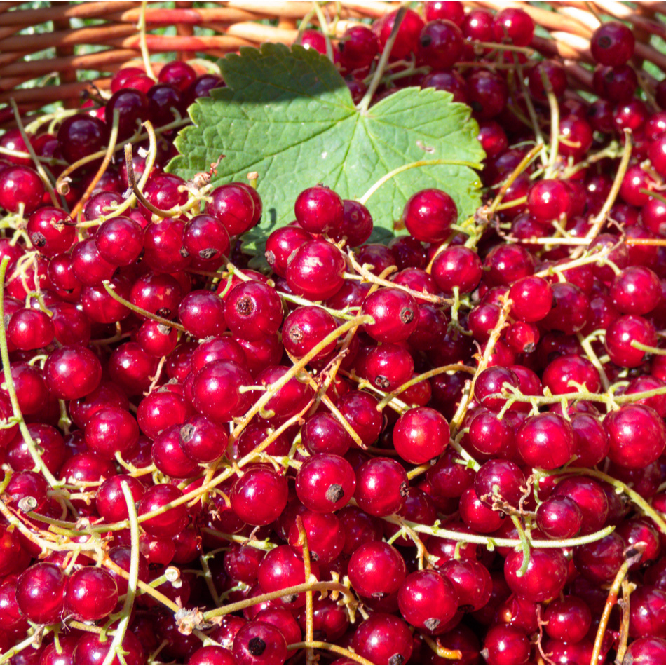 Vinbärsplantor/ buskar 10-pack 3