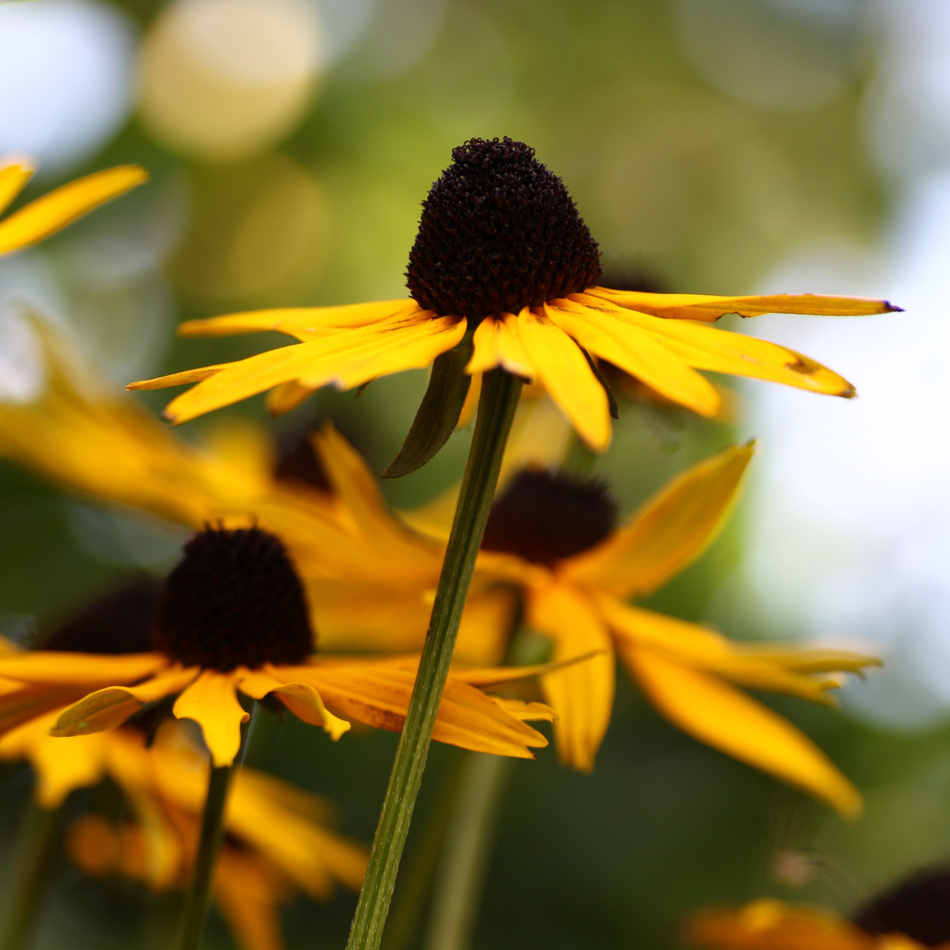 Strålrudbeckia Goldsturm 15-pack 2