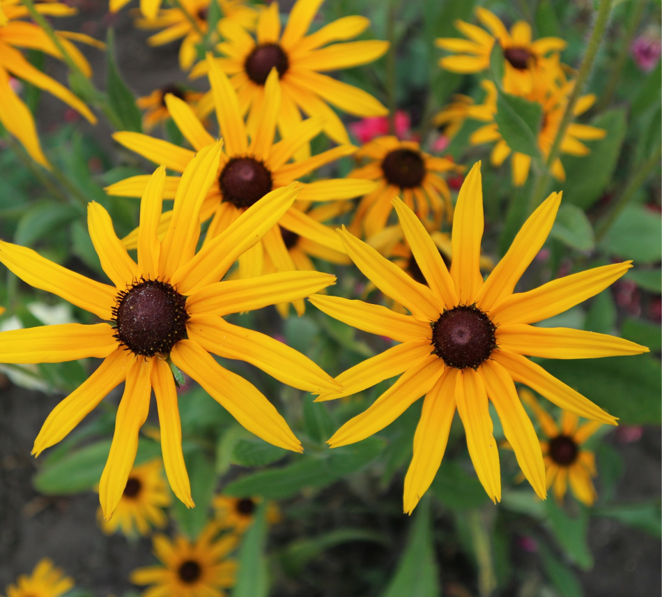 Strålrudbeckia Goldsturm 15-pack 4