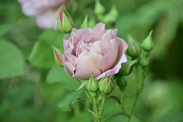 Ros KOKO LOKO 10-pack 2