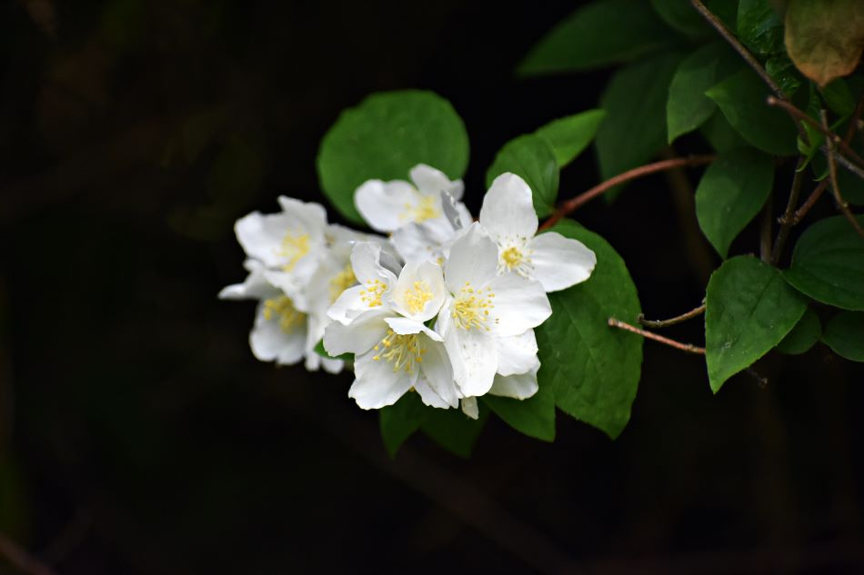 Doftschersmin 10-pack 2