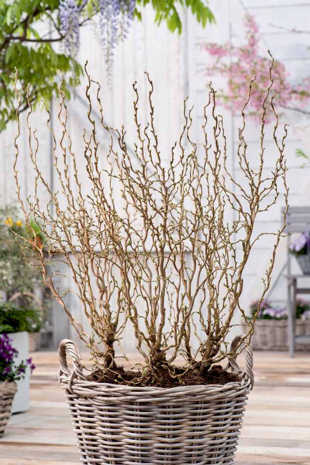 Ormhassel buske 3-pack 1