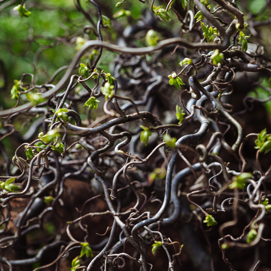 Ormhassel buske 3-pack 2