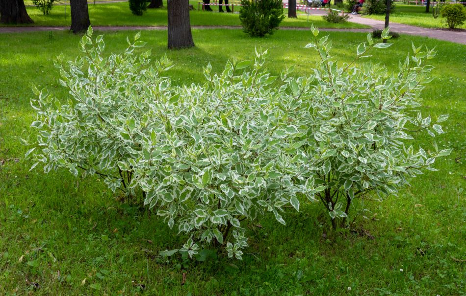 Prakthäggmispel 10-pack 3