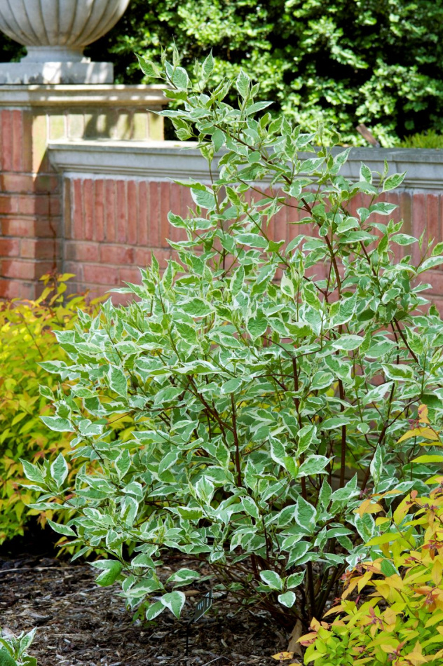 Prakthäggmispel 10-pack 4