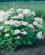 Vidjehortensia vit 10-pack Vidjehortensia vit 10-pack 2