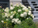 Vidjehortensia vit 10-pack Vidjehortensia vit 10-pack 4