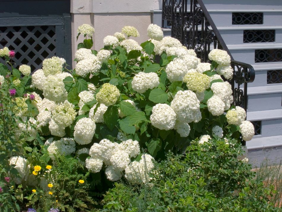Vidjehortensia vit 5-pack 4