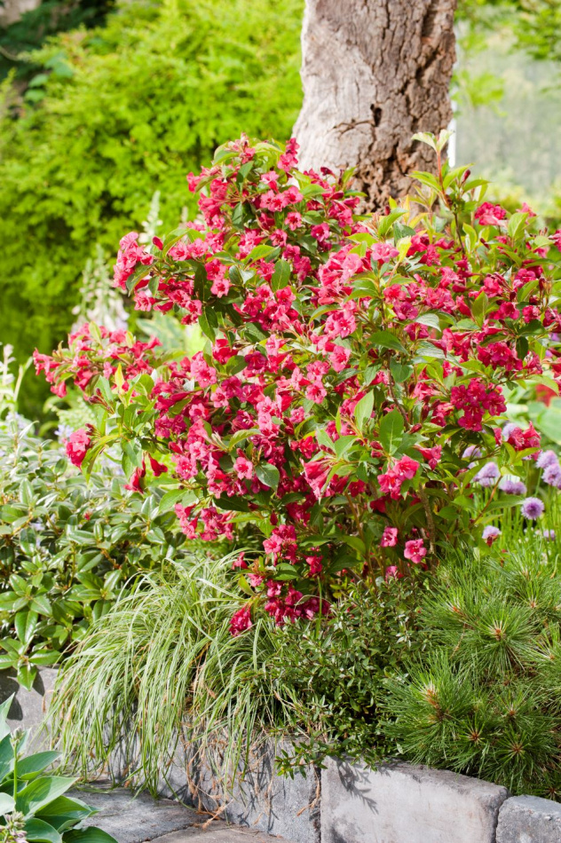 Trädgårdsprakttry 10-pack 1