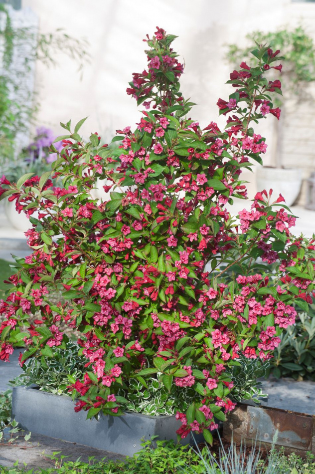 Trädgårdsprakttry 10-pack 3