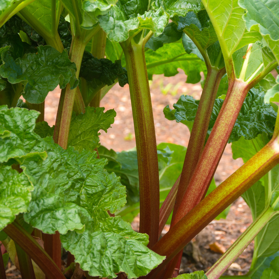 Rabarber Elmblitz 4
