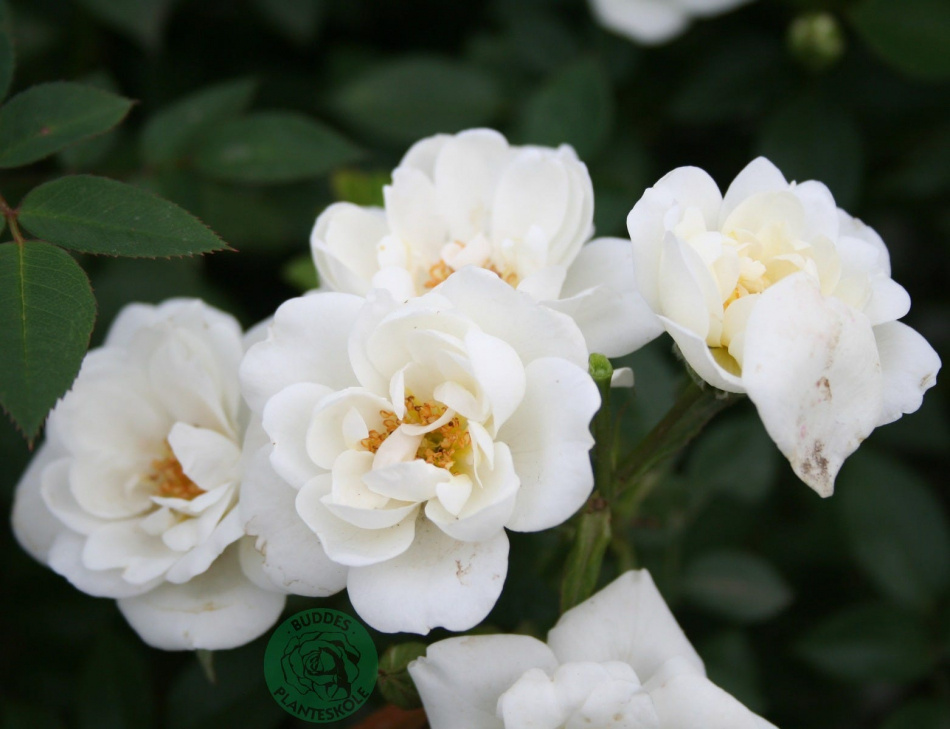 Växtpaket Ros White Cover 10-pack 2