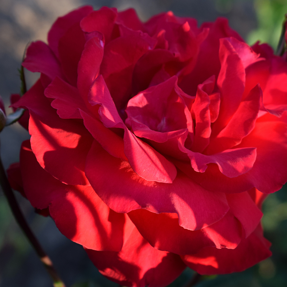 Växtpaket Ros Santana 5-pack 2