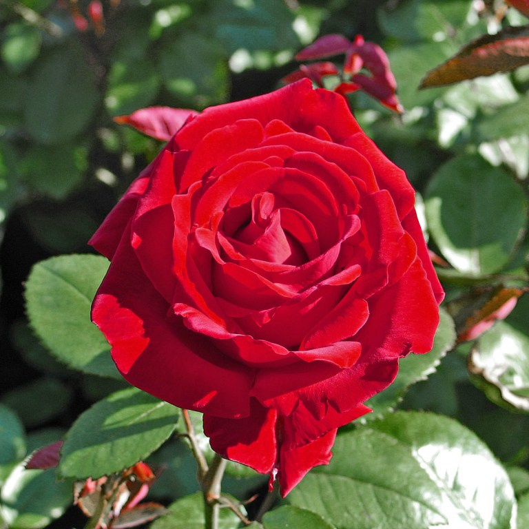 Växtpaket Ros Ingrid Bergman 10-pack 2