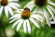 Rudbeckia 'Alba' 15-pack Rudbeckia Alba 15-pack 3