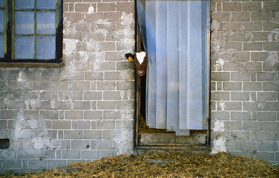 Mungabonden - ett lantbrukarliv under 25 år 2