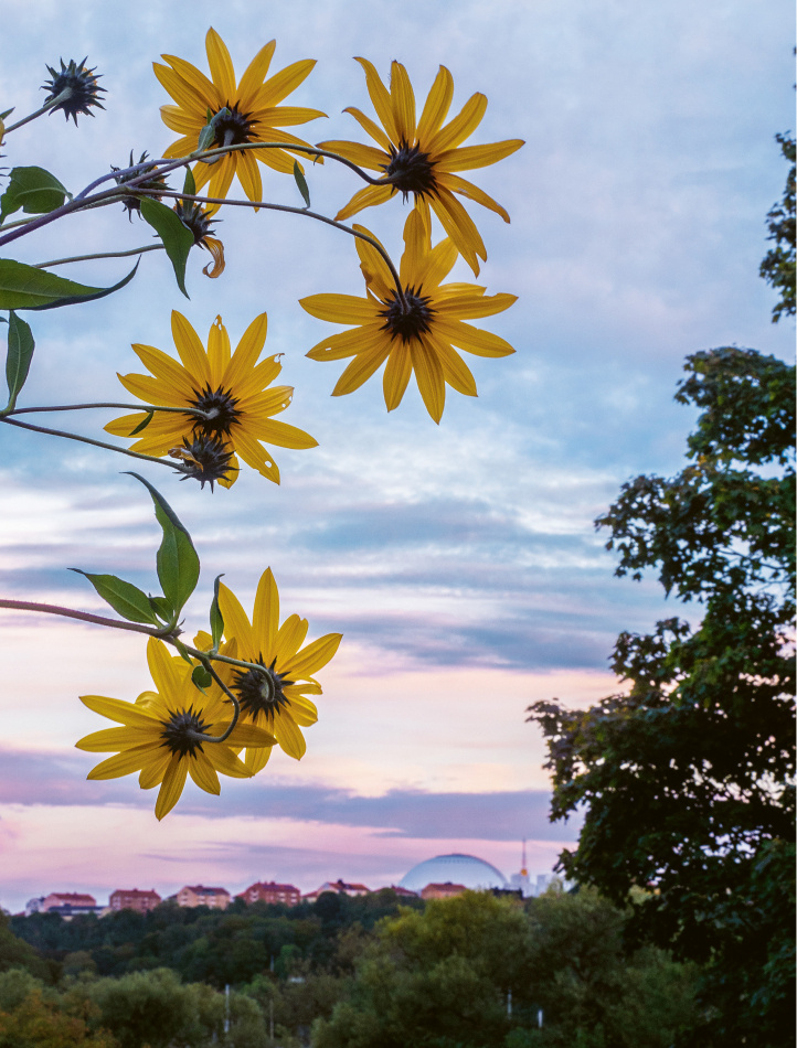 Världens viktigaste trädgård: Till naturens försvar 4