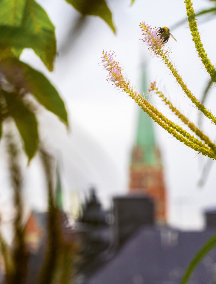 Världens viktigaste trädgård: Till naturens försvar 5