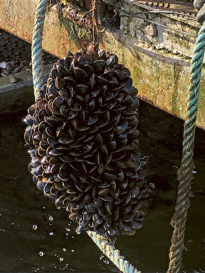 Blåmusslor: En kokbok för framtiden