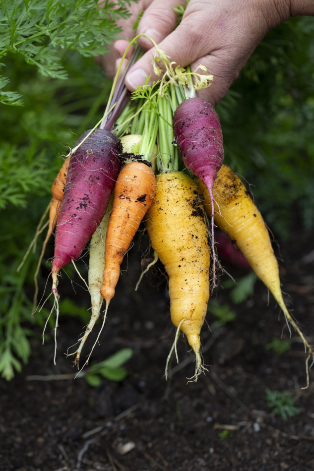 Odla utan spade: Lättskött & klimatsmart köksträdgård