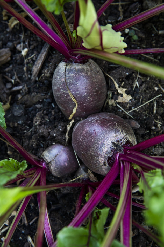 Odla utan spade: Lättskött & klimatsmart köksträdgård