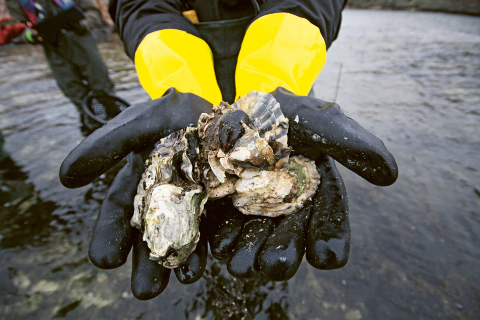 Ostron för alla: Från rå lyx till folklig framtidsmat