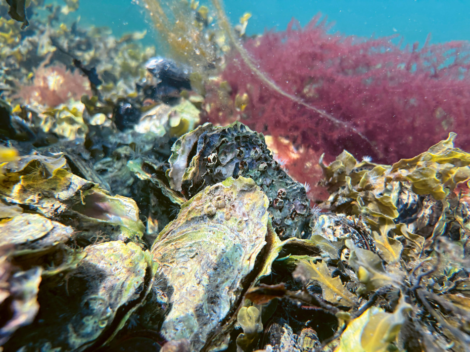 Ostron för alla: Från rå lyx till folklig framtidsmat