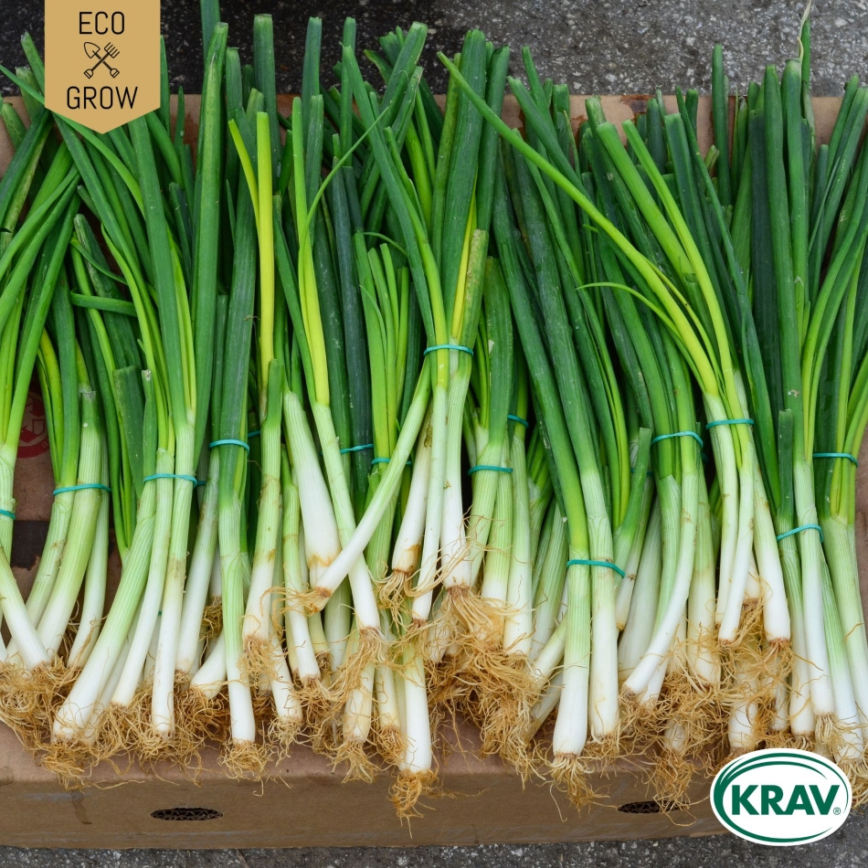 Salladslök - White Lisbon