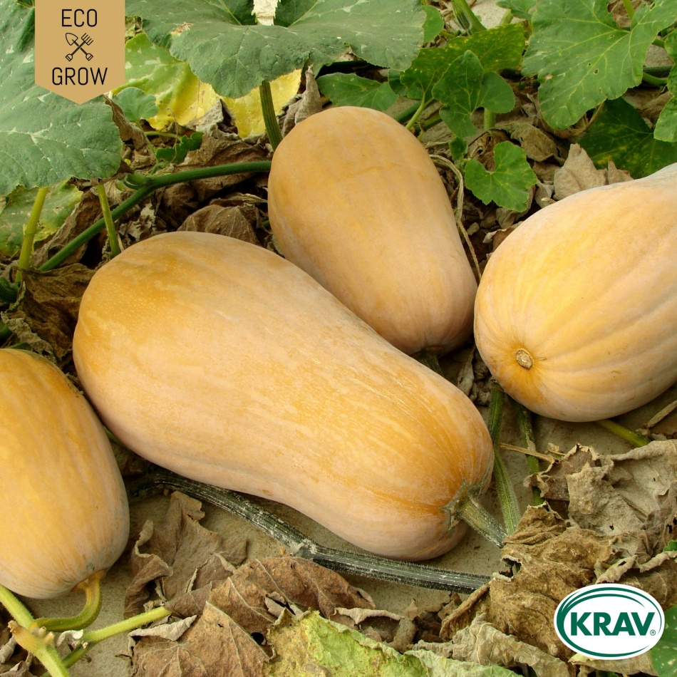 Myskpumpa - Butternut