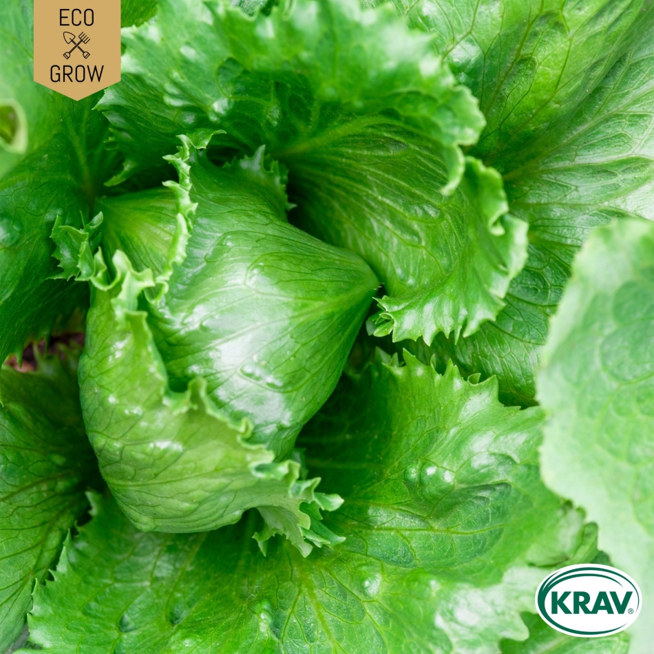 Isbergsallat - Regina dei Ghiacci