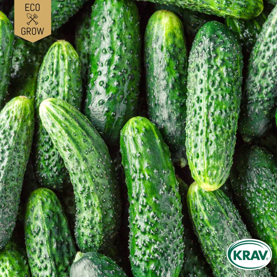 Druvgurka - Cornichon de Paris