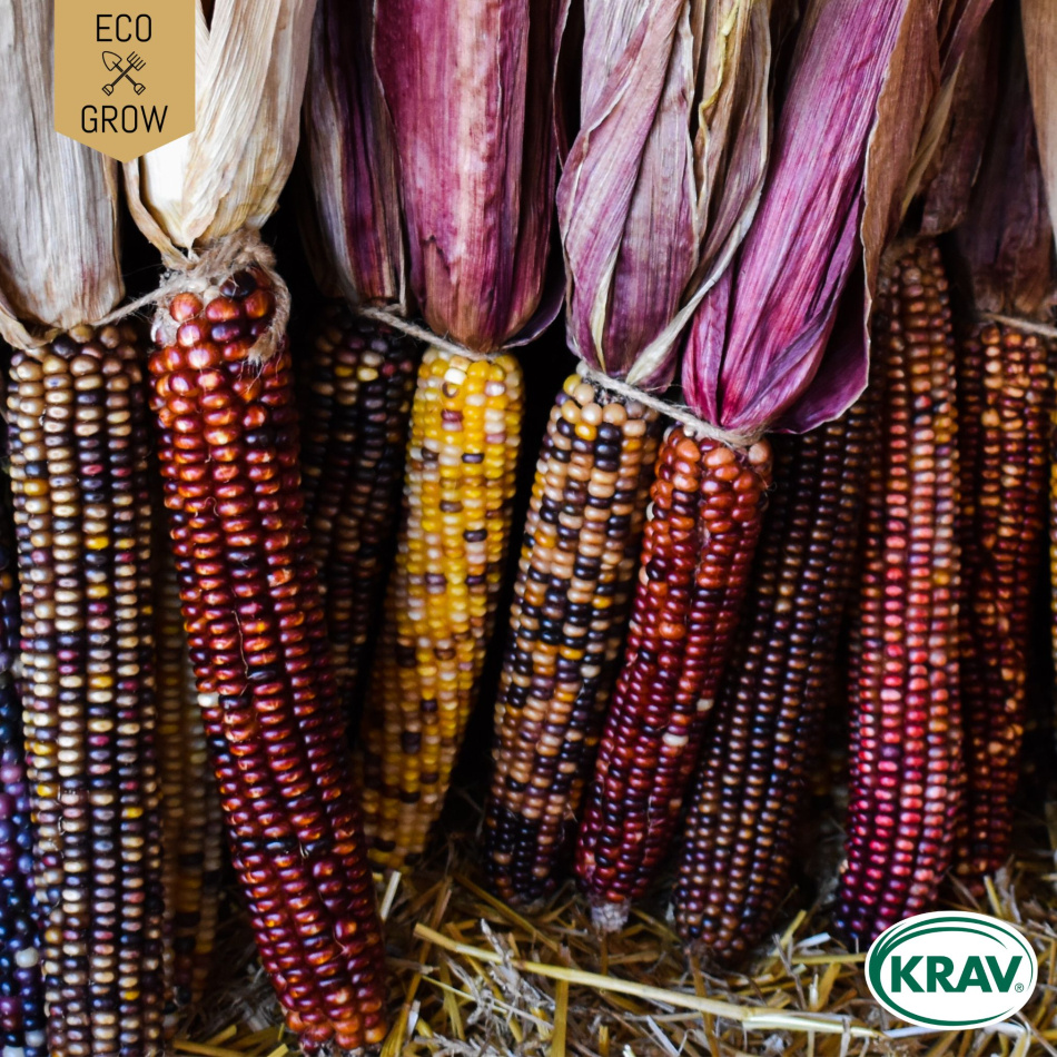 Popcornmajs - Glass Gem