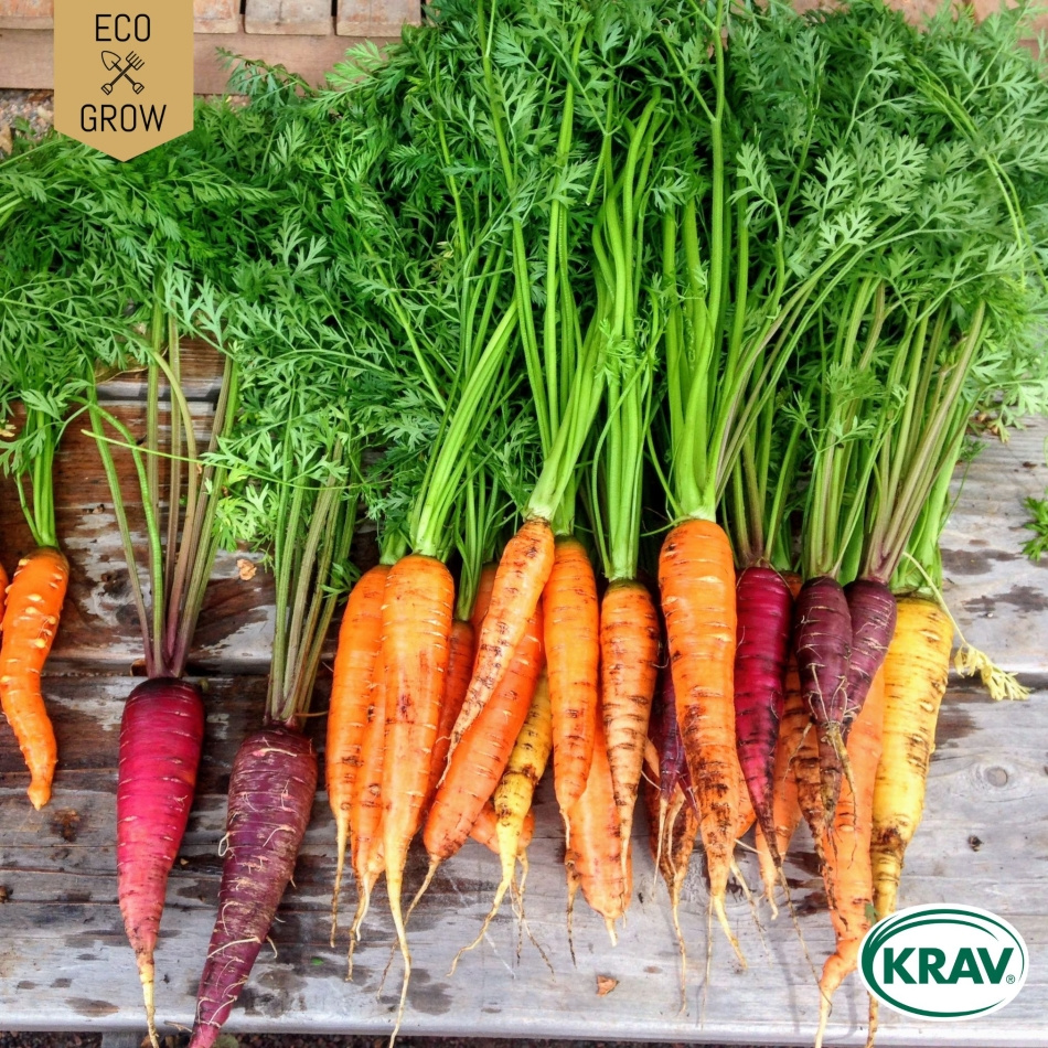 Morot Mix - Rainbow Mix