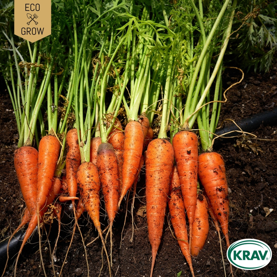 Sommarmorot - Nantaise 2