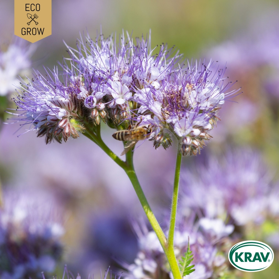 Honungsfacelia - Purple Tansy