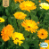 Ringblomma - Pot Marigold Mix Ringblomma - Pot Marigold Mix