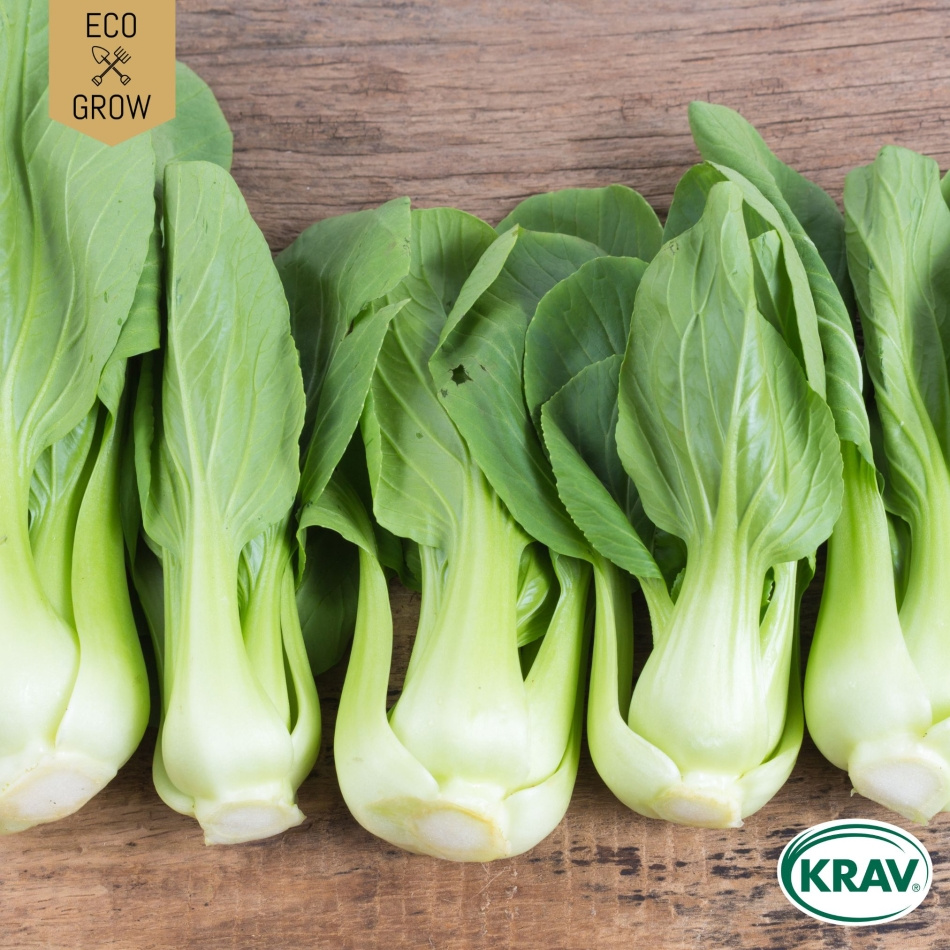 Pak Choi - Bok Choy Green
