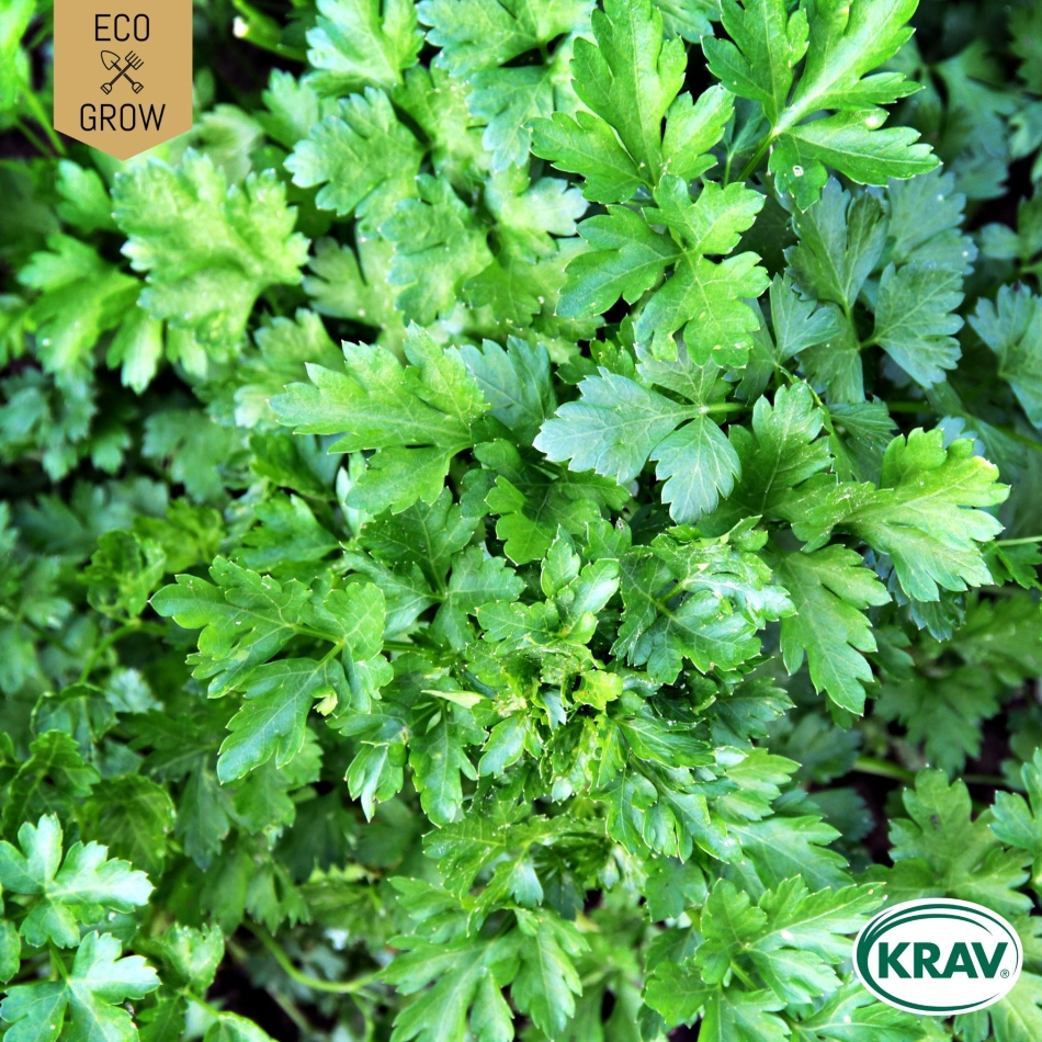 Bladpersilja - Gigante d'Italia