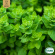 Oregano - Greek Oregano - Greek