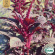 Amarant - Red Garnet Amarant - Red Garnet